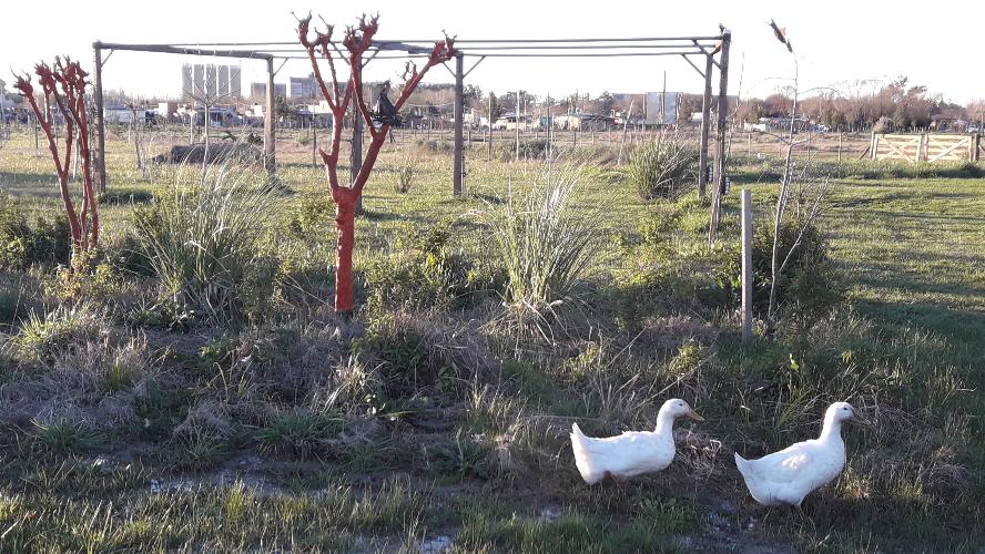 camping campamento jardin naturaleza pic nic aventura cuatriciclos pielta arquitectura bricolage avistaje de aves dia de campo fin de semana buena onda asado jardin de esculturas hierro reciclado animales de metal jardin de colibries salvias picaflor picaflores lagarto overo culebra jardin aves buenos aires observacion de aves rincon de la naturaleza cañuelas laguna pesca mojarras pescar con los chicos pesca con devolucion sembrar mojarras siempre construyendo parque4x4 parque 4x4 pasar el dia amigos cumpleaños festejar cumple quinta campo quincho parrillas baños accesibles duchas camping discapacitados  circuito pruebas sesion fotos campo test drive manejo prueba  siestodromo dormir la siesta