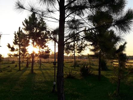 camping campamento jardin naturaleza pic nic aventura cuatriciclos pielta arquitectura bricolage avistaje de aves dia de campo fin de semana buena onda asado jardin de esculturas hierro reciclado animales de metal jardin de colibries salvias picaflor picaflores lagarto overo culebra jardin aves buenos aires observacion de aves rincon de la naturaleza cañuelas laguna pesca mojarras pescar con los chicos pesca con devolucion sembrar mojarras siempre construyendo parque4x4 parque 4x4 pasar el dia amigos cumpleaños festejar cumple quinta campo quincho parrillas baños accesibles duchas camping discapacitados  circuito pruebas sesion fotos campo test drive manejo prueba  siestodromo dormir la siesta fogon campamento nido pajaros aguilucho chimango cara cara tero huevos moteados serpiente vibora  iguana