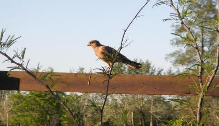 camping campamento jardin naturaleza pic nic aventura cuatriciclos pielta arquitectura bricolage avistaje de aves dia de campo fin de semana buena onda asado jardin de esculturas hierro reciclado animales de metal jardin de colibries salvias picaflor picaflores lagarto overo culebra jardin aves buenos aires observacion de aves rincon de la naturaleza cañuelas laguna pesca mojarras pescar con los chicos pesca con devolucion sembrar mojarras siempre construyendo parque4x4 parque 4x4 pasar el dia amigos cumpleaños festejar cumple quinta campo quincho parrillas baños accesibles duchas camping discapacitados  circuito pruebas sesion fotos campo test drive manejo prueba  siestodromo dormir la siesta fogon campamento nido pajaros aguilucho chimango cara cara tero huevos moteados serpiente vibora  iguana