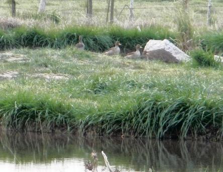 camping campamento jardin naturaleza pic nic aventura cuatriciclos pielta arquitectura bricolage avistaje de aves dia de campo fin de semana buena onda asado jardin de esculturas hierro reciclado animales de metal jardin de colibries salvias picaflor picaflores lagarto overo culebra jardin aves buenos aires observacion de aves rincon de la naturaleza cañuelas laguna pesca mojarras pescar con los chicos pesca con devolucion sembrar mojarras siempre construyendo parque4x4 parque 4x4 pasar el dia amigos cumpleaños festejar cumple quinta campo quincho parrillas baños accesibles duchas camping discapacitados  circuito pruebas sesion fotos campo test drive manejo prueba  siestodromo dormir la siesta fogon campamento nido pajaros aguilucho chimango cara cara tero huevos moteados serpiente vibora  iguana