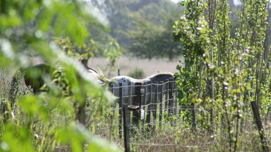 camping campamento jardin naturaleza pic nic aventura cuatriciclos pielta arquitectura bricolage avistaje de aves dia de campo fin de semana buena onda asado jardin de esculturas hierro reciclado animales de metal jardin de colibries salvias picaflor picaflores lagarto overo culebra jardin aves buenos aires observacion de aves rincon de la naturaleza cañuelas laguna pesca mojarras pescar con los chicos pesca con devolucion sembrar mojarras siempre construyendo parque4x4 parque 4x4 pasar el dia amigos cumpleaños festejar cumple quinta campo quincho parrillas baños accesibles duchas camping discapacitados  circuito pruebas sesion fotos campo test drive manejo prueba  siestodromo dormir la siesta